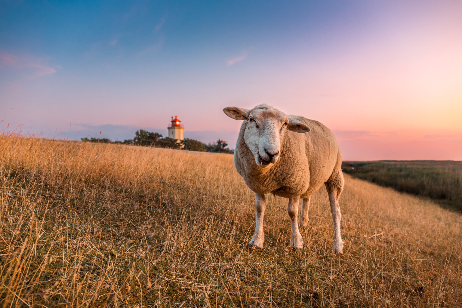Schafe am Deich mit Leuchtturm in der Abenddämmerung auf Fehmarn